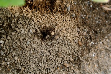 蟻の巣