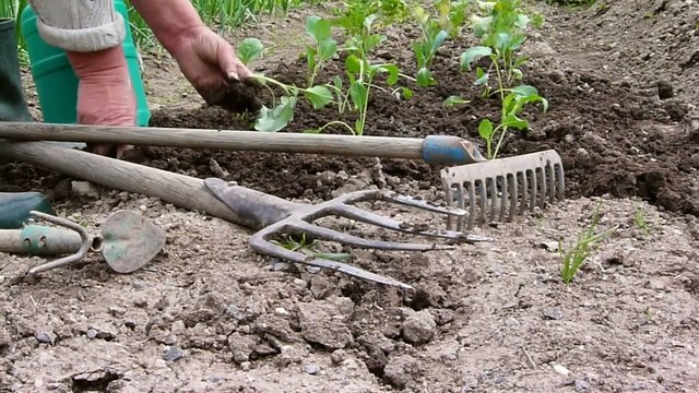 planting kohlrabi