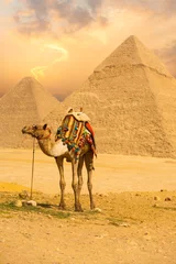 Foto op Aluminium Tied Camel Standing Front Pyramids V © Pius Lee