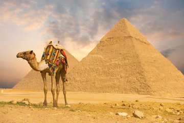 Abwaschbare Fototapete Ägypten Kamel stehende vordere Pyramiden H