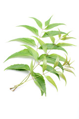 Fototapeta premium Neem leaves and flower -Azadirachta indica