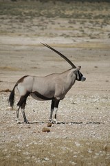 Oryx II
