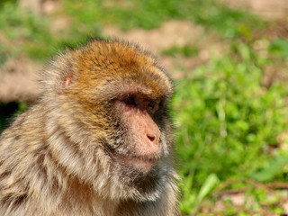 MACAQUE DE BARBARIE