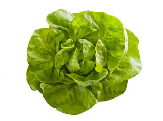 lettuce