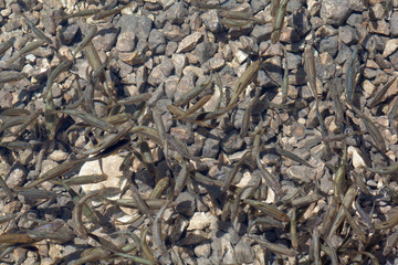 Shoal