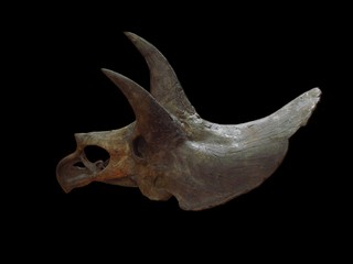 Tête fossile de tricératops