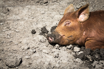 Pig sleeping in mud
