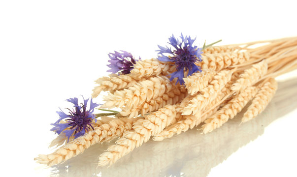 ears of wheat and cornflower isolated on white