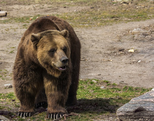 Posing grizzly bear