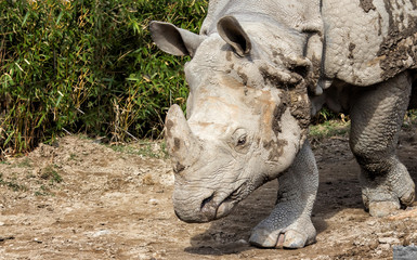 Muddy Rhino