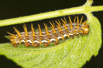 Marbled Fritillary caterpillar  / Brenthis daphne