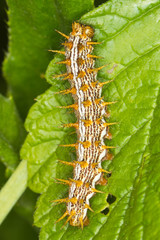 Marbled Fritillary caterpillar  / Brenthis daphne