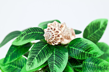 Muschel und Blätter