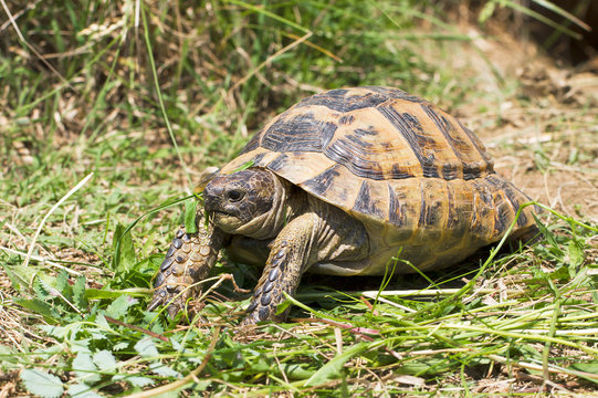 spur-thighed turtle eating grass / Testudo graeca ibera