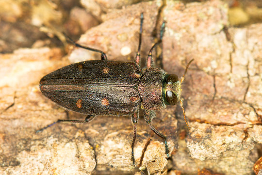 Gold pit oak splendour beetle / Chrysobothris affinis