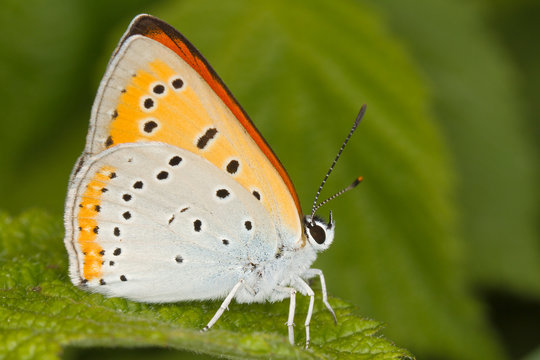 Lycaena dispar / large copper butterfly, male