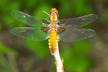 a female of Broad-bodied Chaser  /  Libellula depressa