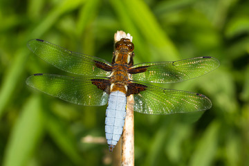 a male of Broad-bodied Chaser  /  Libellula depressa
