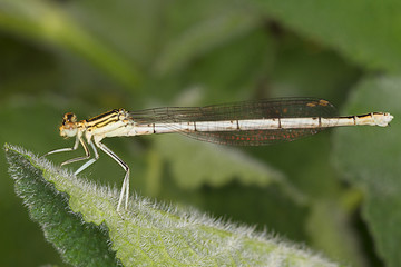 Platycnemis pennipes / Blue Featherleg