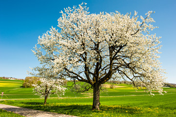 Blossoming trees in spring - 41644999