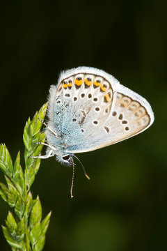 Silver-studded Blue ( Plebejus argus ) butterfly close up