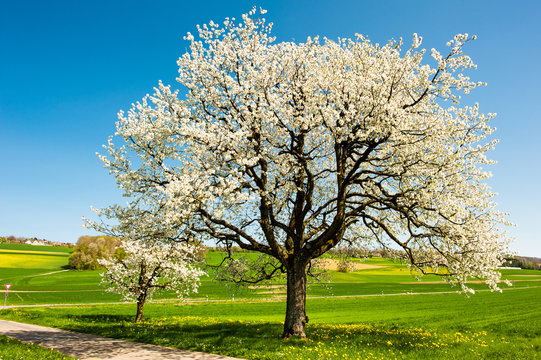 Blossoming trees in spring