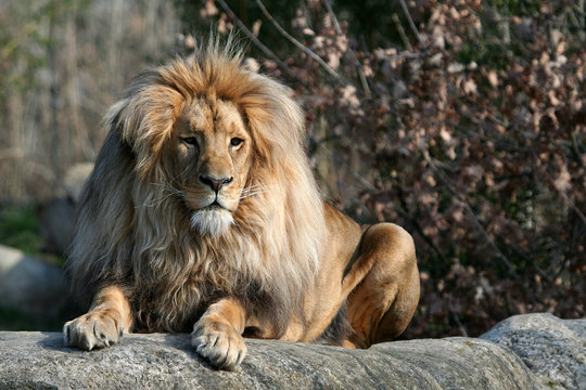 Löwenportrait