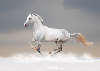 Fototapeta na wymiar biały koń w polu zimą