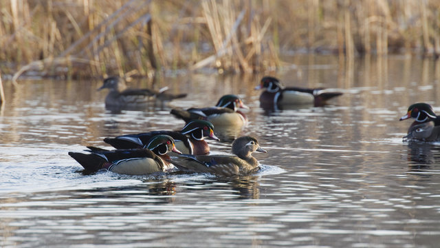 Flock Of Wood Ducks