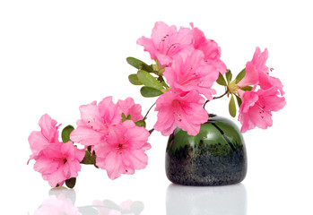 Pink Azalea on White