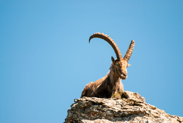 male alpine ibex