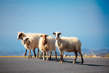 Sheeps on the road
