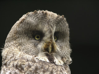 Portrait of an eagle owl close up.