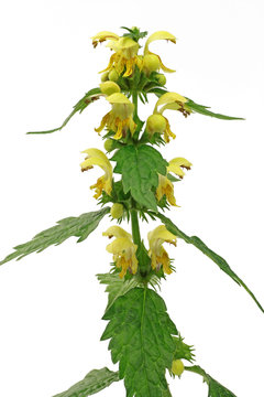 Taubnesseln (Lamium)