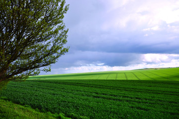 Green meadow with tree in Lincolnshire