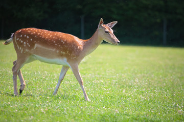 Sika deer on meadow