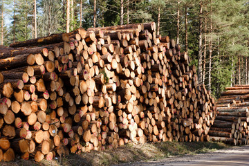 freshly sawn logs
