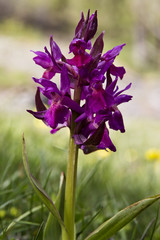 orchidee selvatiche viola