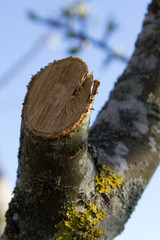 freshly sawn apple twig © aigarsr