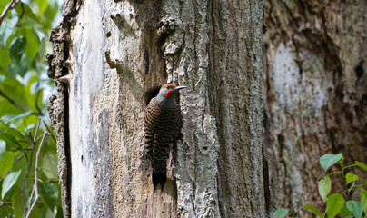 northern flicker