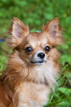 red chihuahua dog portrait