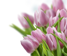 Pink Tulips
