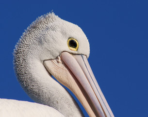 Pelican portrait
