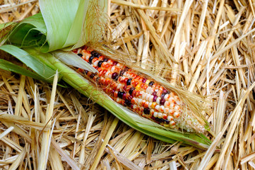 Fototapeta premium Fresh Decorative Indian Corn