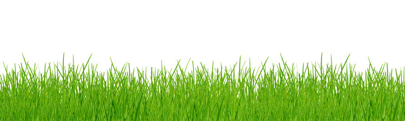 Fototapeta premium spring grass isolated on white