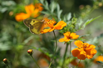 butterfly