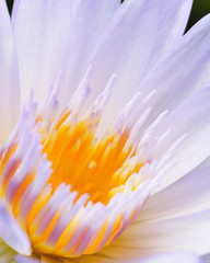Lotus closeup