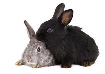 rabbits isolated