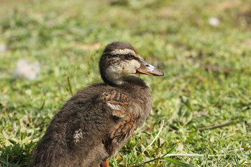 portrait de caneton colvert