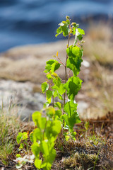 small birches on rocks